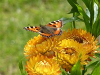 /album/fotogallerij/een-vlinder-jpg/